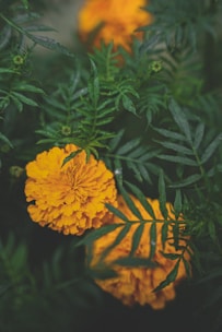 a close up of some yellow flowers in a field