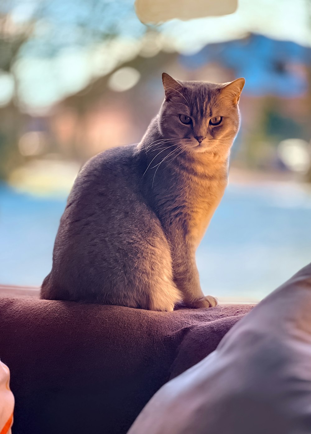 a cat sitting on the arm of a couch