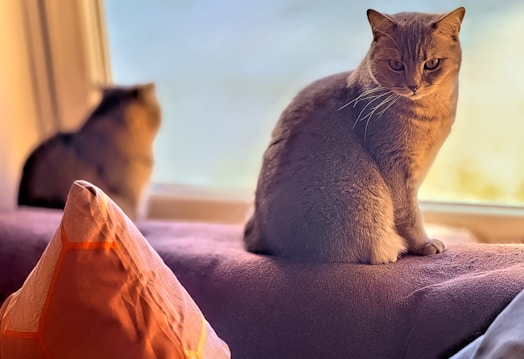 A relaxed cat is sitting on a cushioned sofa in front of a window, facing the viewer. In the background, another cat is looking out of the window, partially blurred. A brightly colored pillow with orange and red tones is placed nearby, adding warmth to the cozy atmosphere.