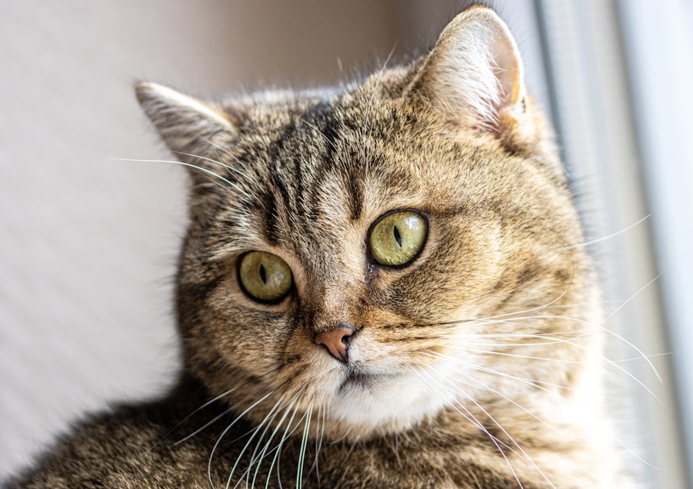 a close up of a cat with green eyes