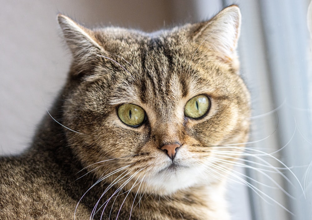 a close up of a cat with green eyes