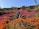 A vibrant native garden designed by Native Gardens California.