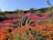 A vibrant native garden designed by Native Gardens California.