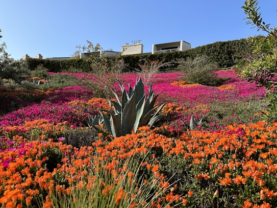 A vibrant garden landscape filled with bright orange and pink flowers, interspersed with tall, spiky agave plants. The background features neatly trimmed hedges and modern buildings against a clear blue sky.