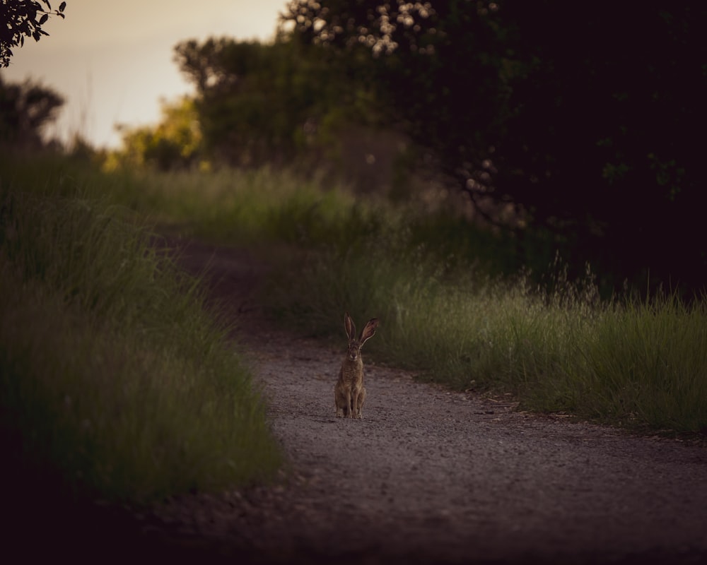a small animal walking down a dirt road