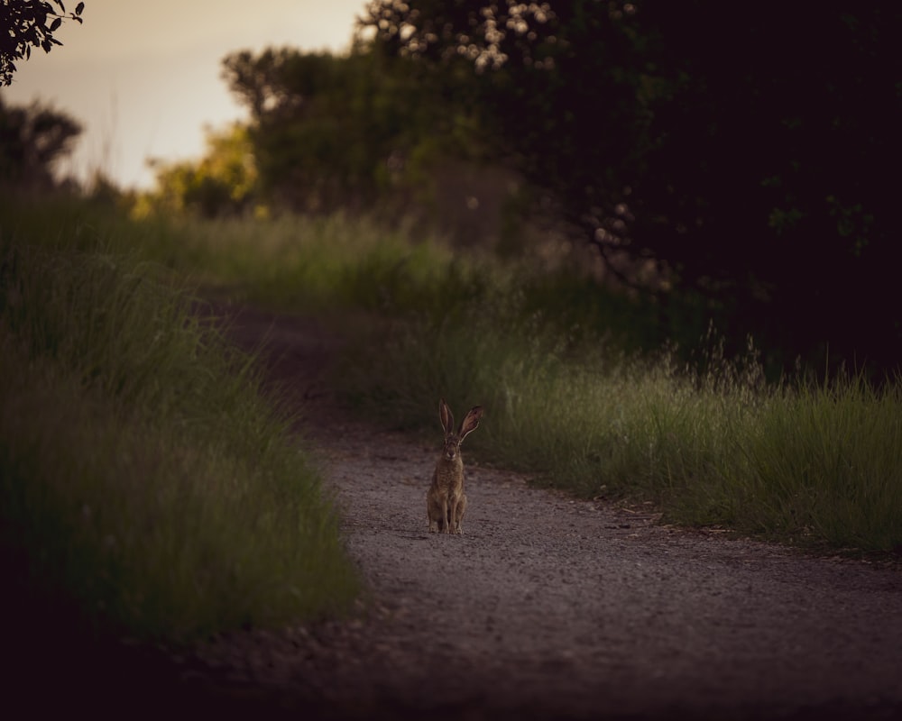 Un pequeño animal caminando por un camino de tierra