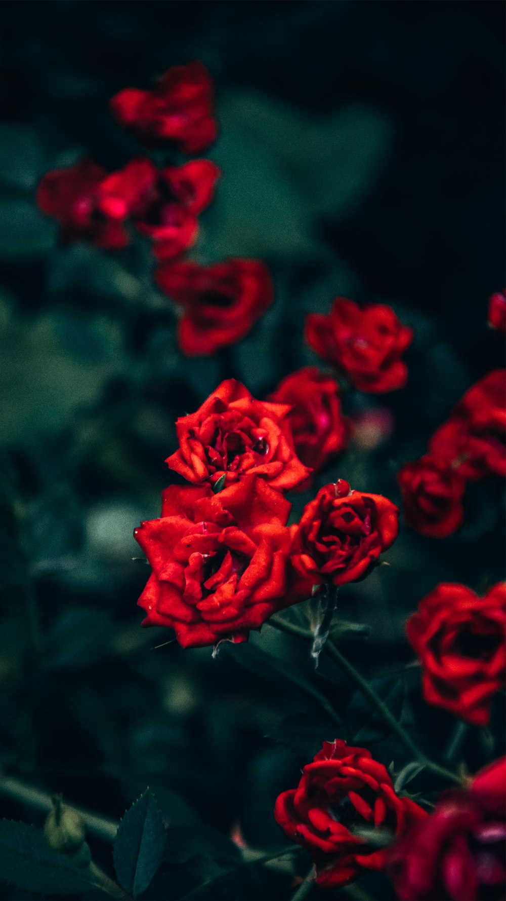 a bunch of red roses that are in a vase