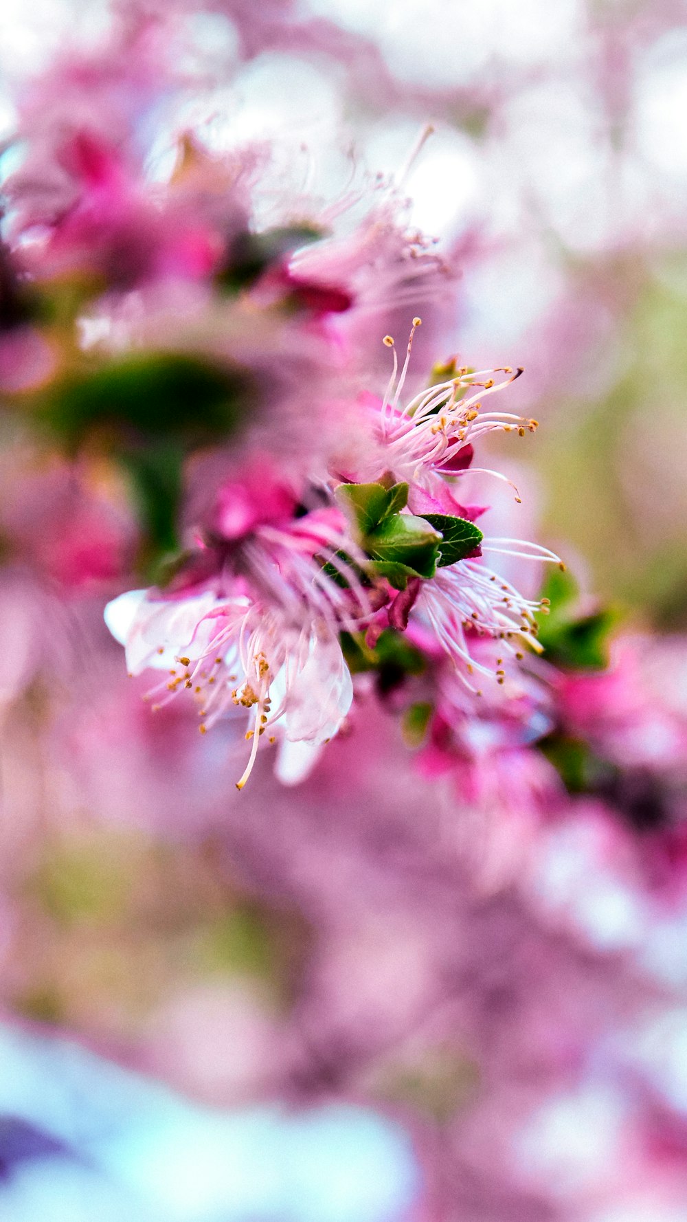 a close up of a pink flower on a tree