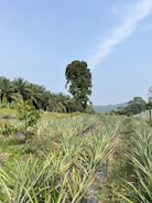 A wide view of lush plantain and pineapple fields under a bright sky at MisterTee Farms.