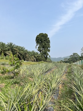 A wide view of lush plantain and pineapple fields under a bright sky at MisterTee Farms.