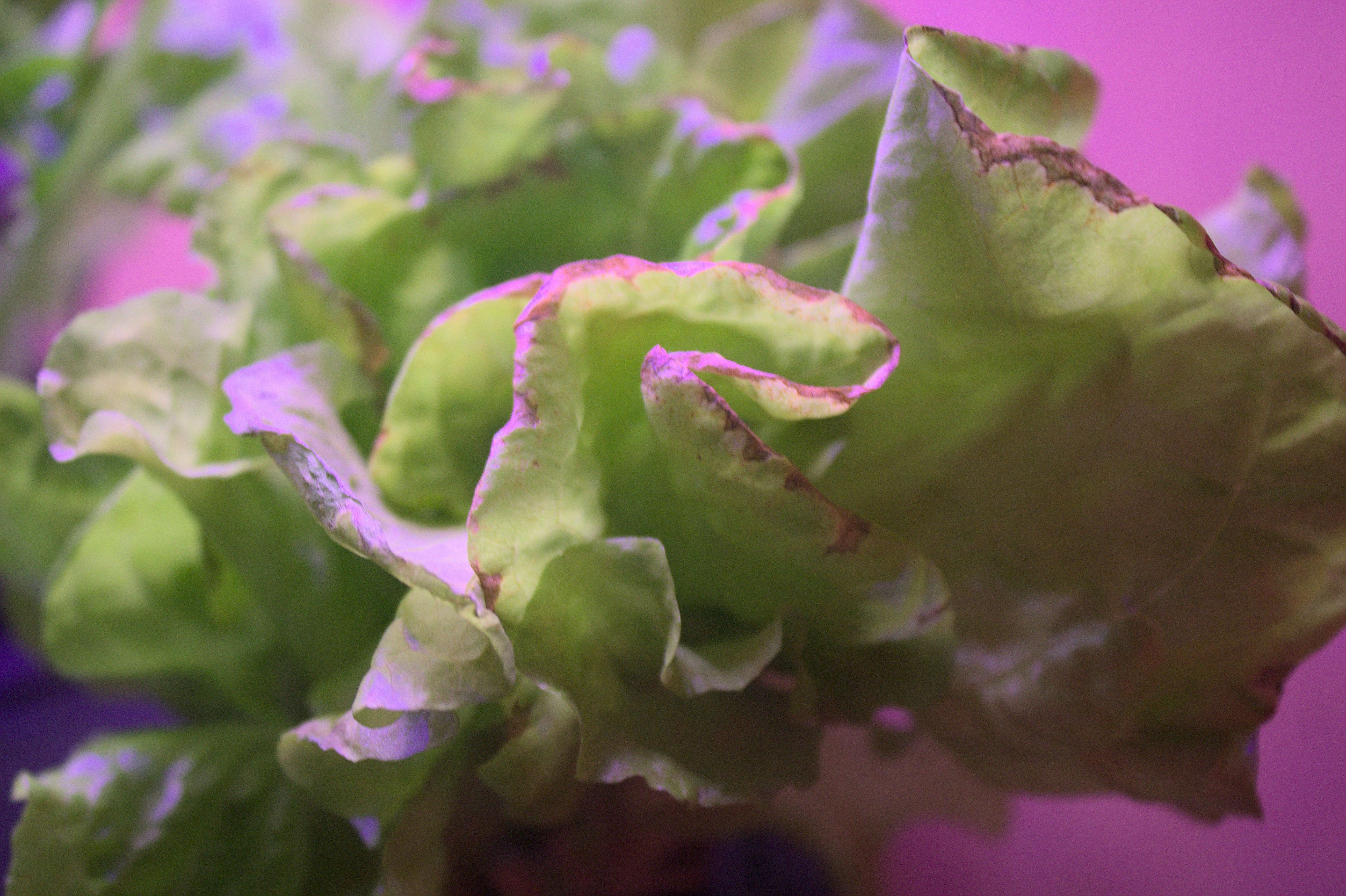Understanding Tip Burn in Hydroponic Lettuce Causes, Symptoms, and