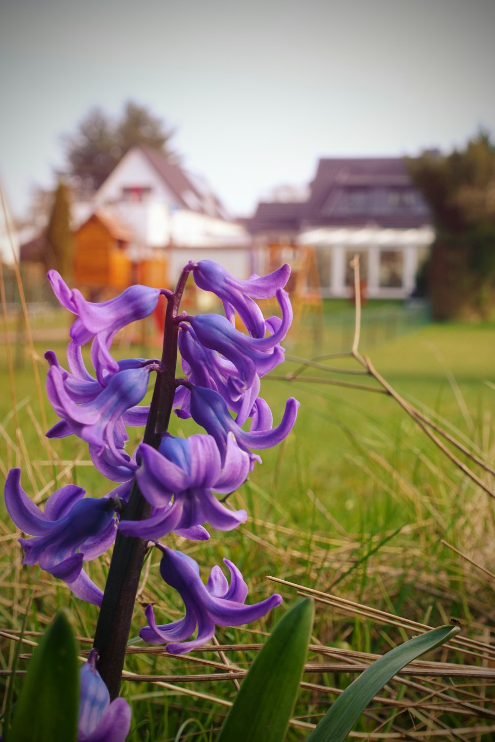 野原の紫色の花の接写