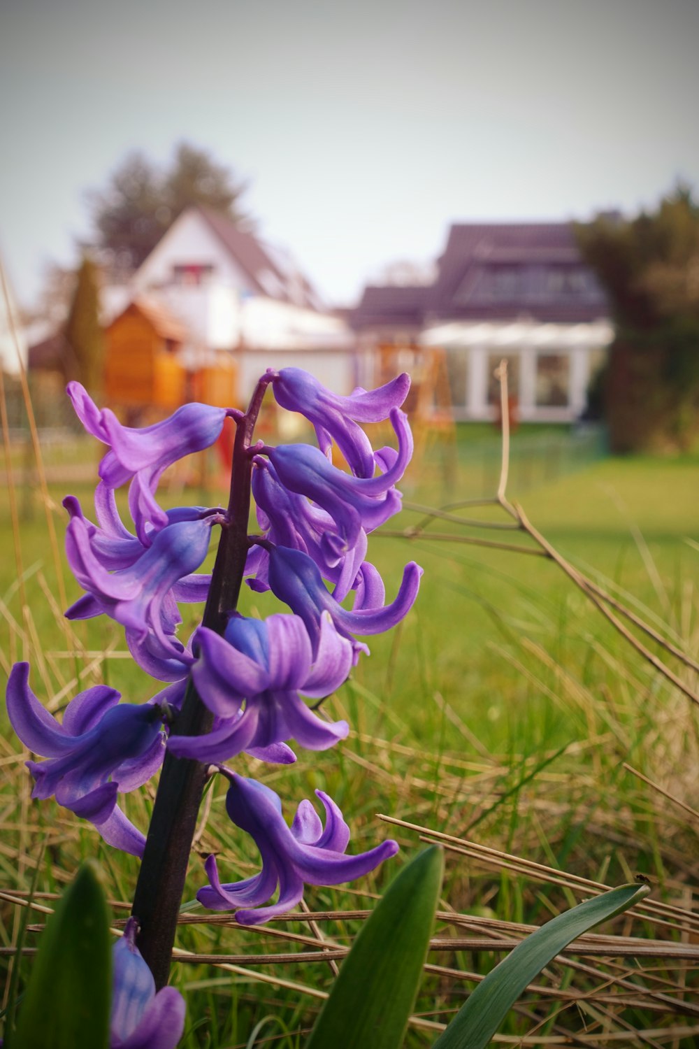 a close up of a purple flower in a field