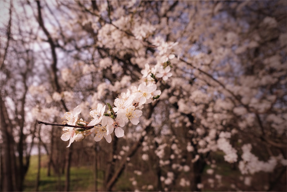 a tree with white flowers in a park