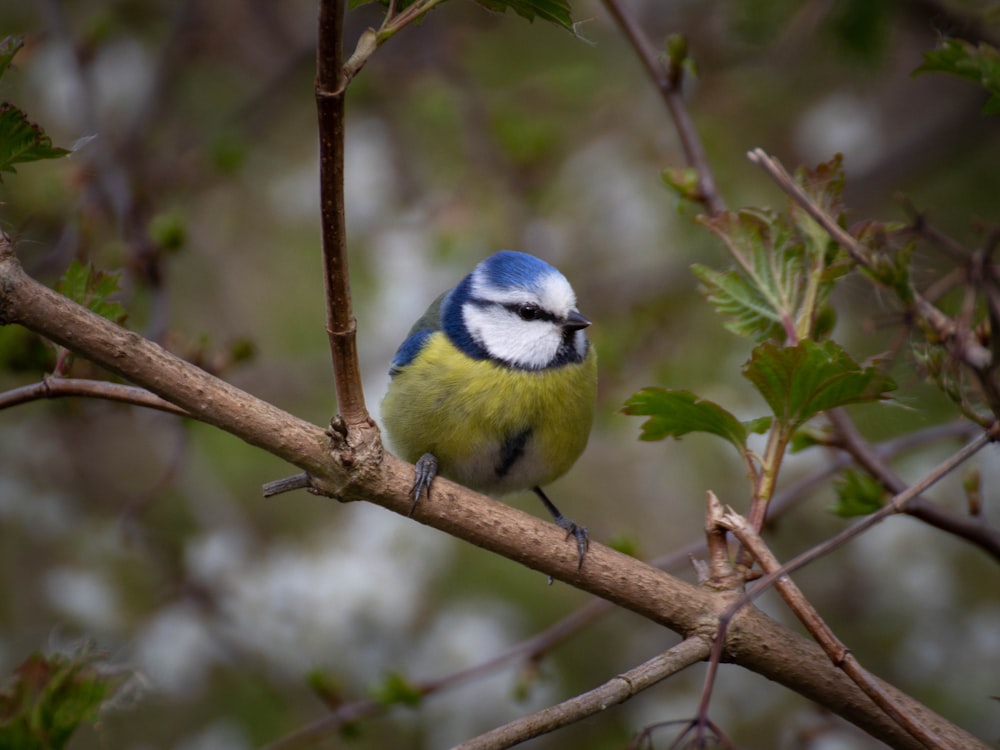 a small blue and yellow bird perched on a tree branch