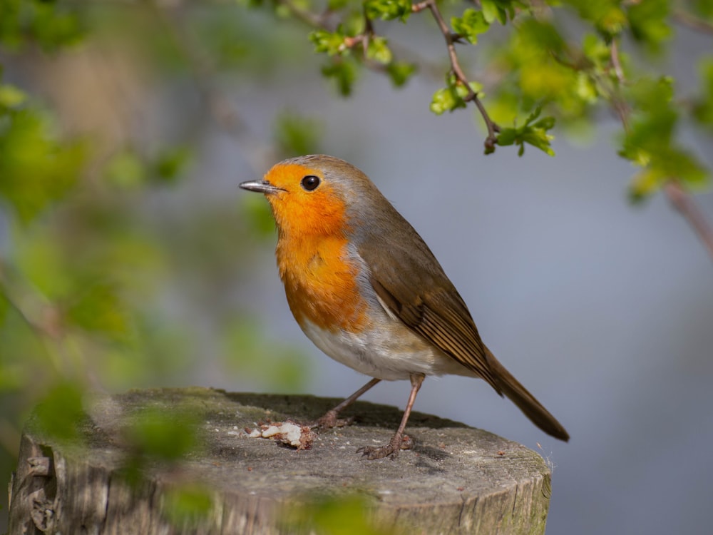 a small bird perched on top of a wooden post