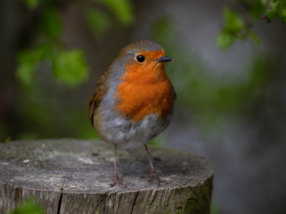 a small orange and gray bird sitting on top of a wooden stump