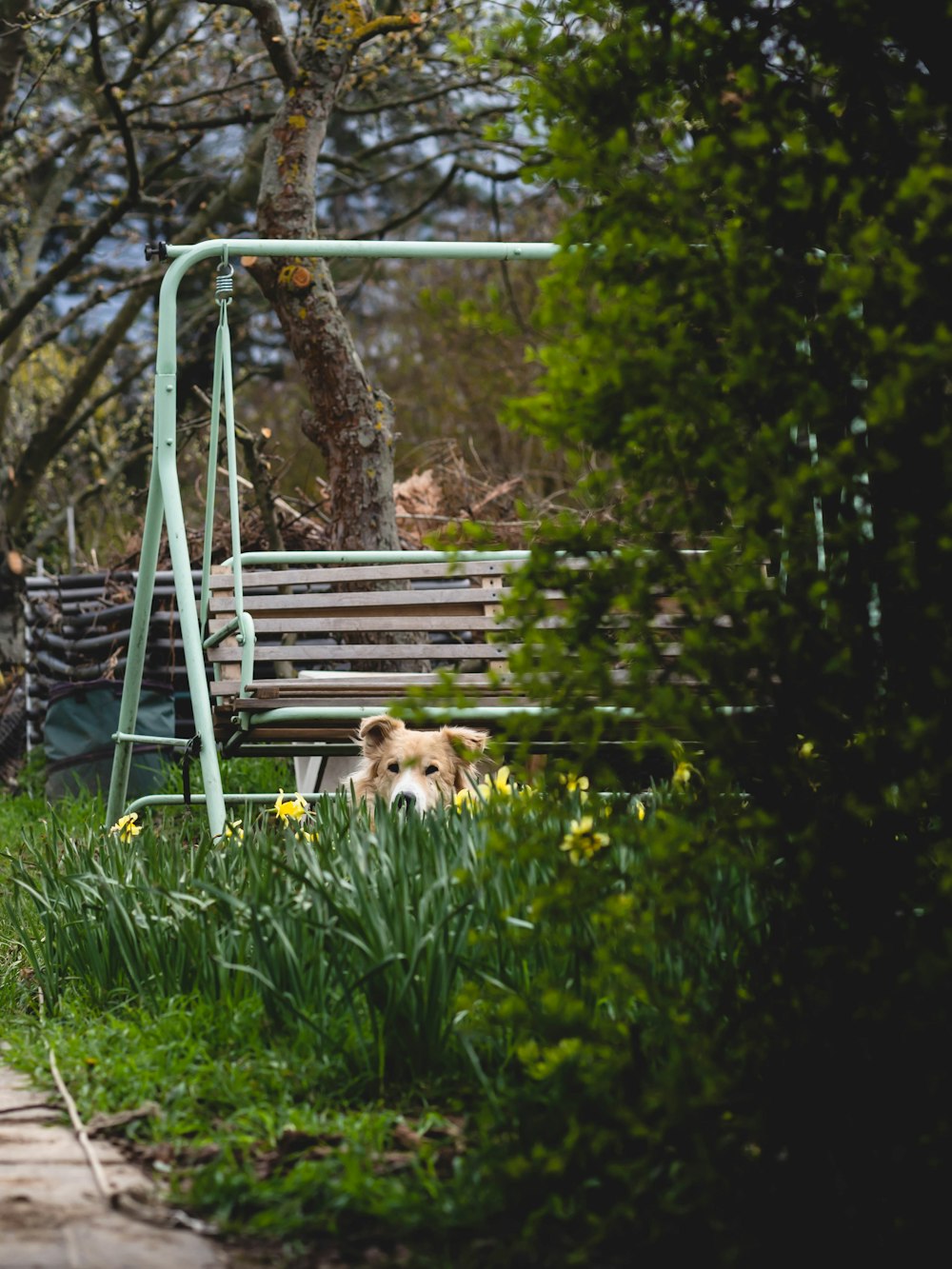 a dog sitting on a bench in a park