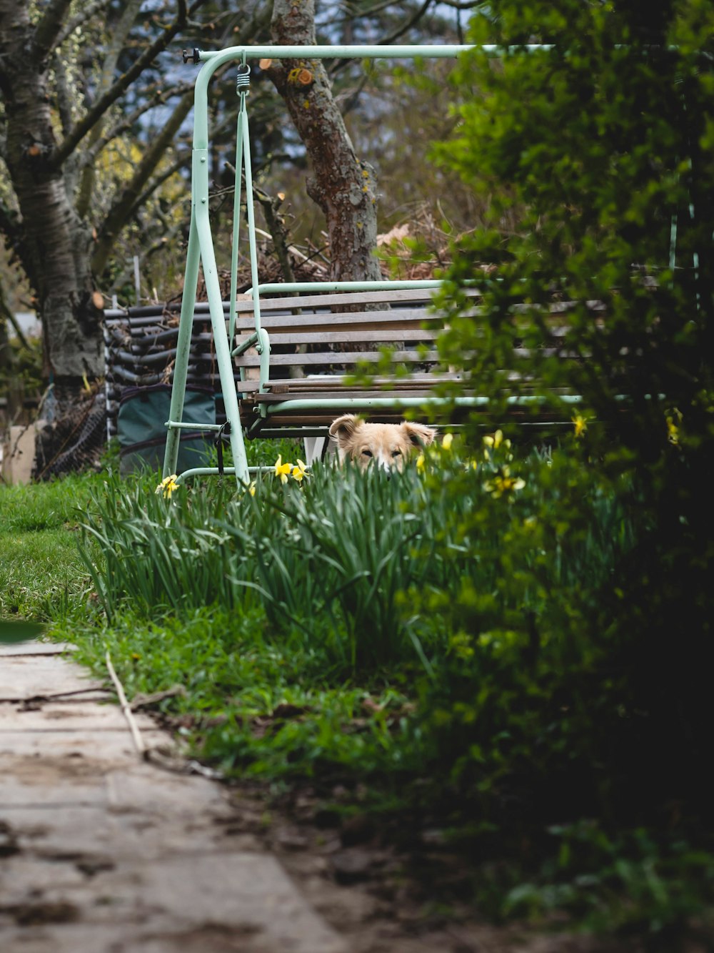 a dog laying in the grass next to a park bench