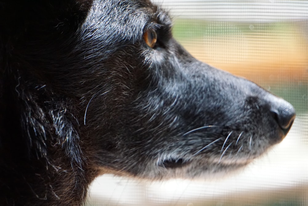 a close up of a dog looking out a window