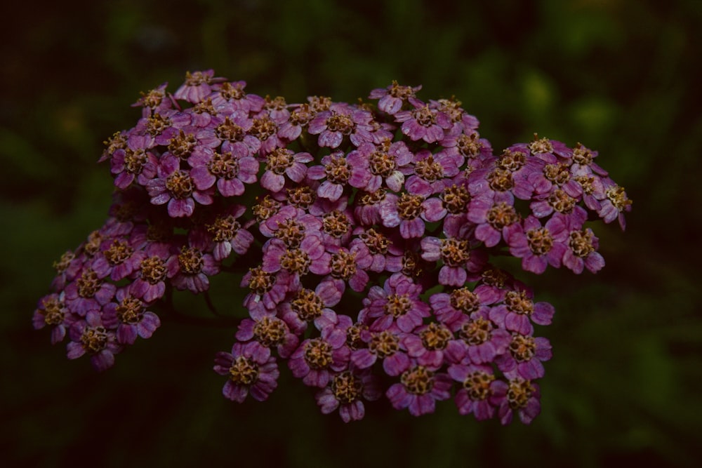 a bunch of small purple flowers on a plant