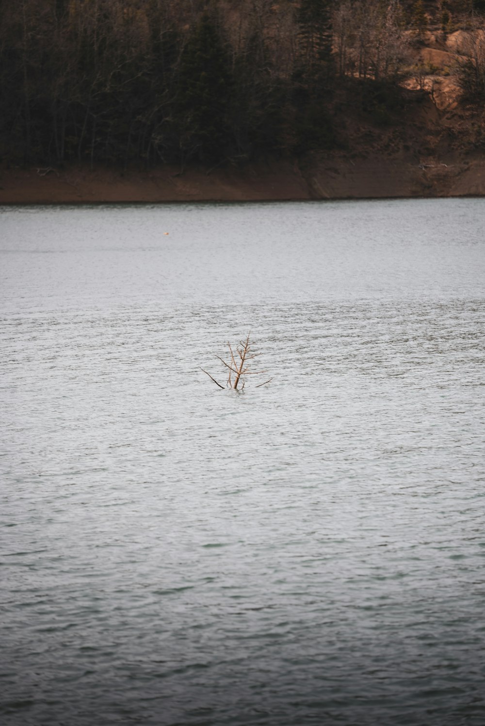a lone tree in the middle of a lake