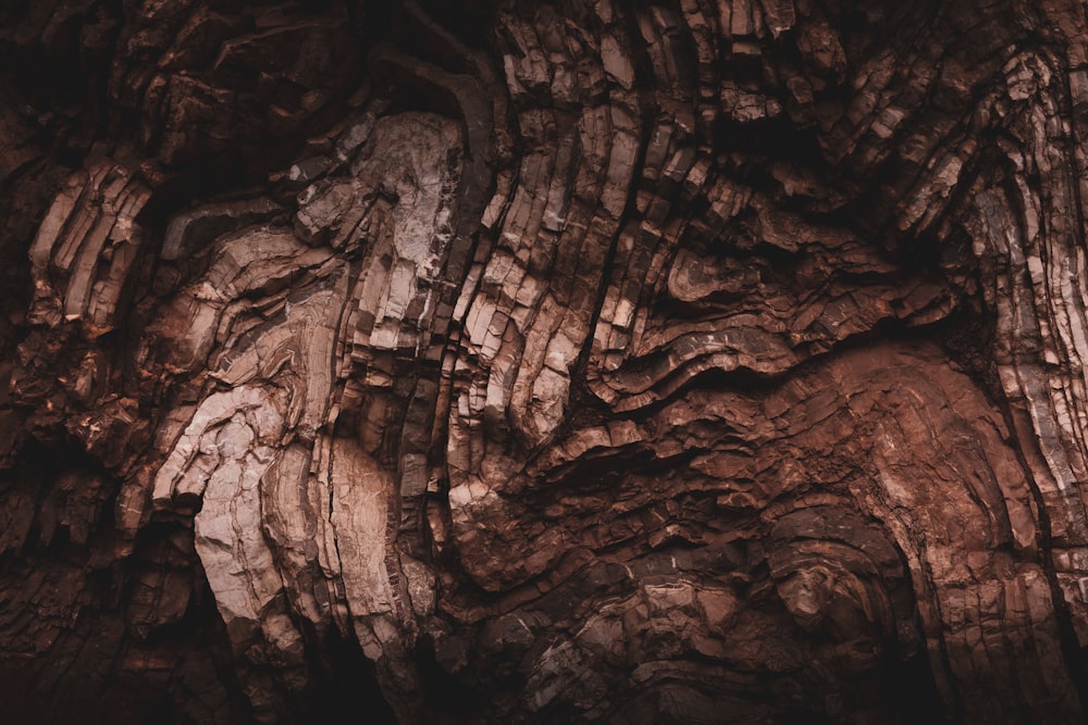 um close up de um tronco de árvore com um fundo marrom