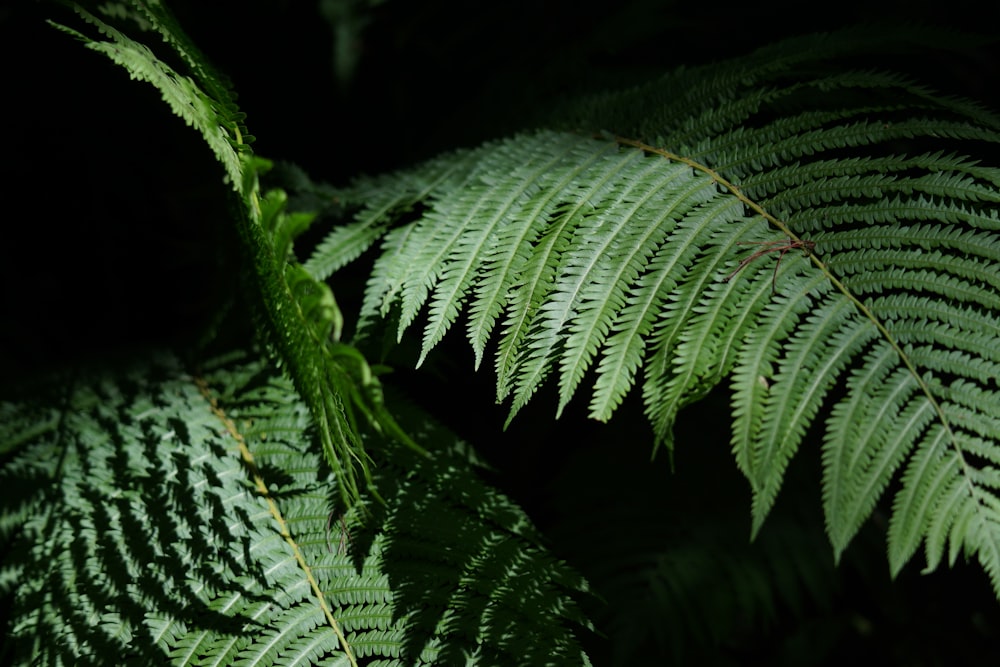 a close up of a green plant with lots of leaves