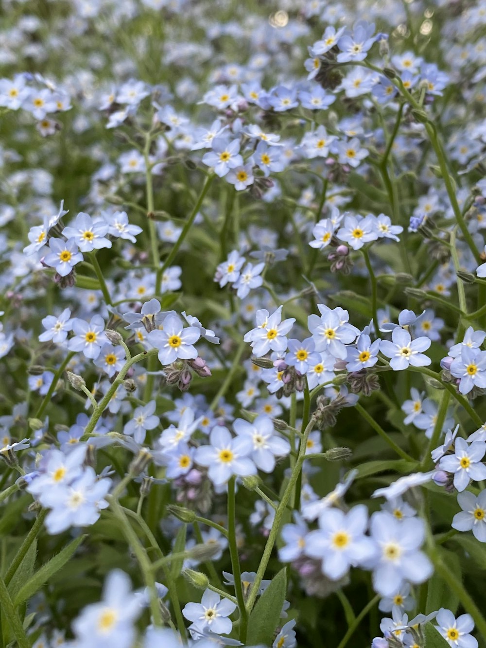 a field full of blue and white flowers