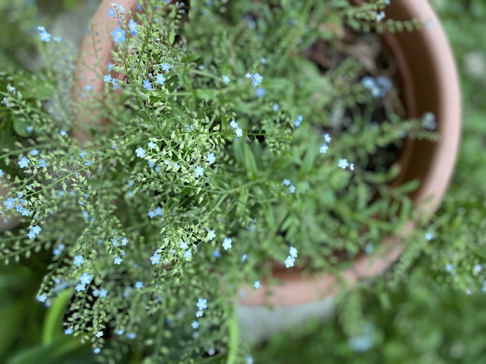 a potted plant with tiny blue flowers in it