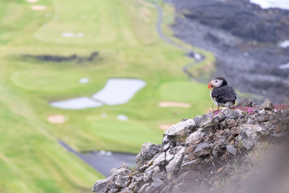 Ein Vogel, der auf einem Steinhaufen sitzt