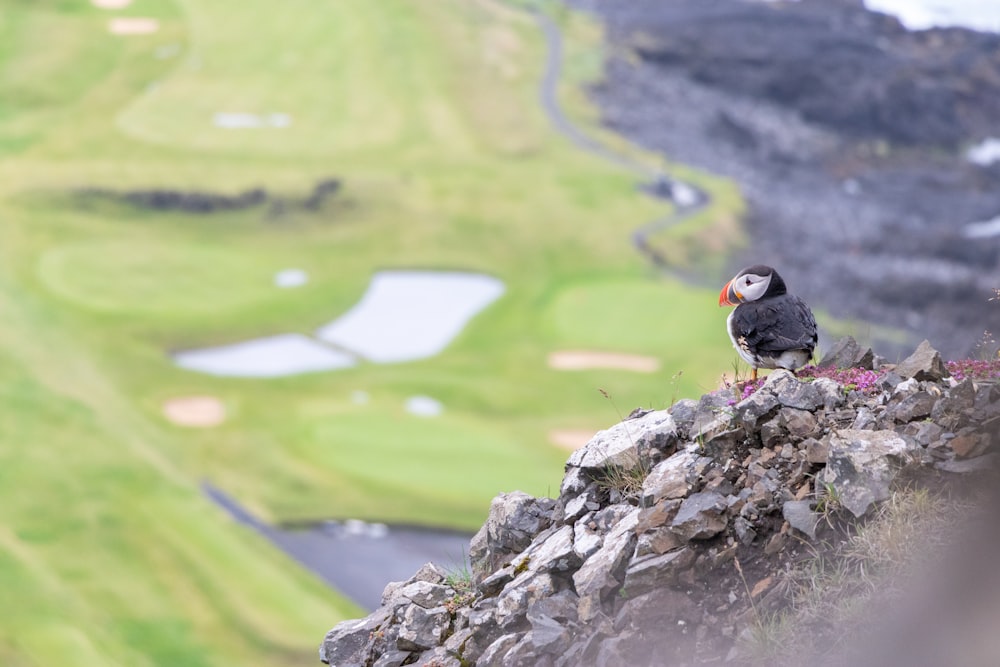 a bird sitting on top of a pile of rocks