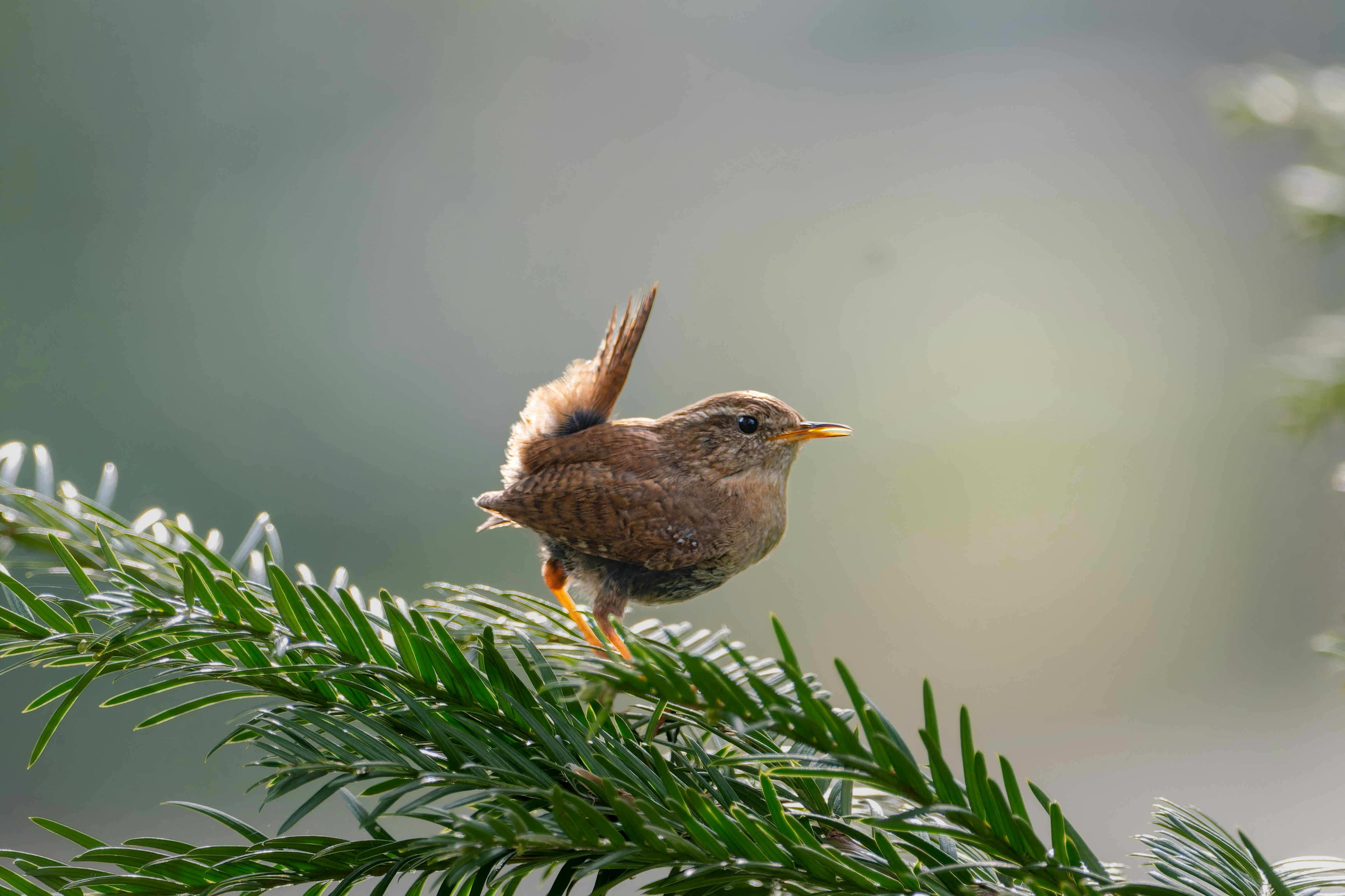 a small bird perched on top of a pine tree