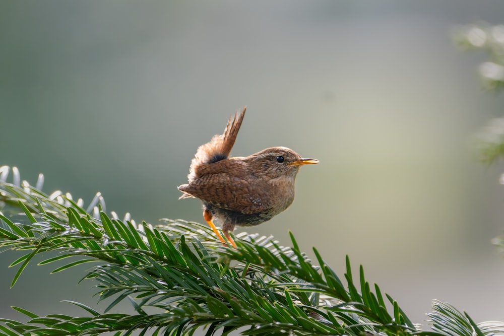 un petit oiseau perché au sommet d’un pin