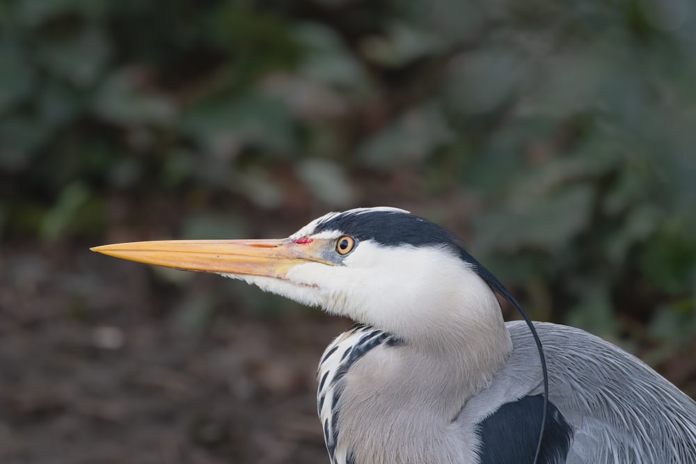 a close up of a bird with a long beak