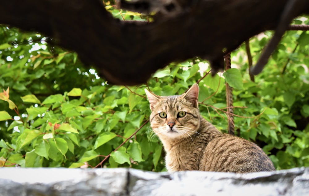 a cat sitting on top of a stone wall