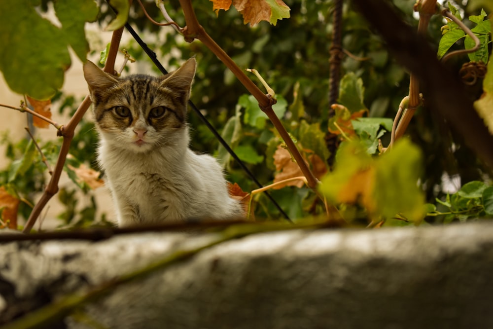 a cat sitting in a tree looking at the camera