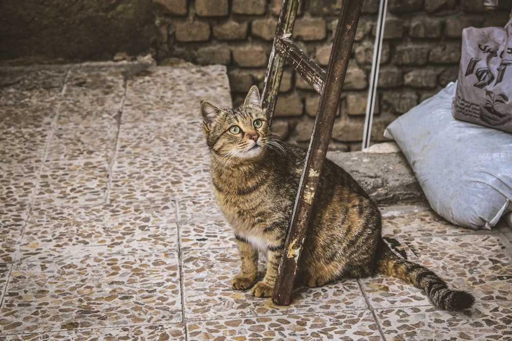 a cat sitting on a tile floor next to a brick wall