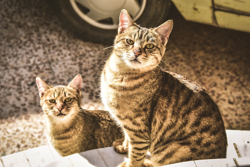 Zwei Katzen, die nebeneinander vor einem Auto sitzen