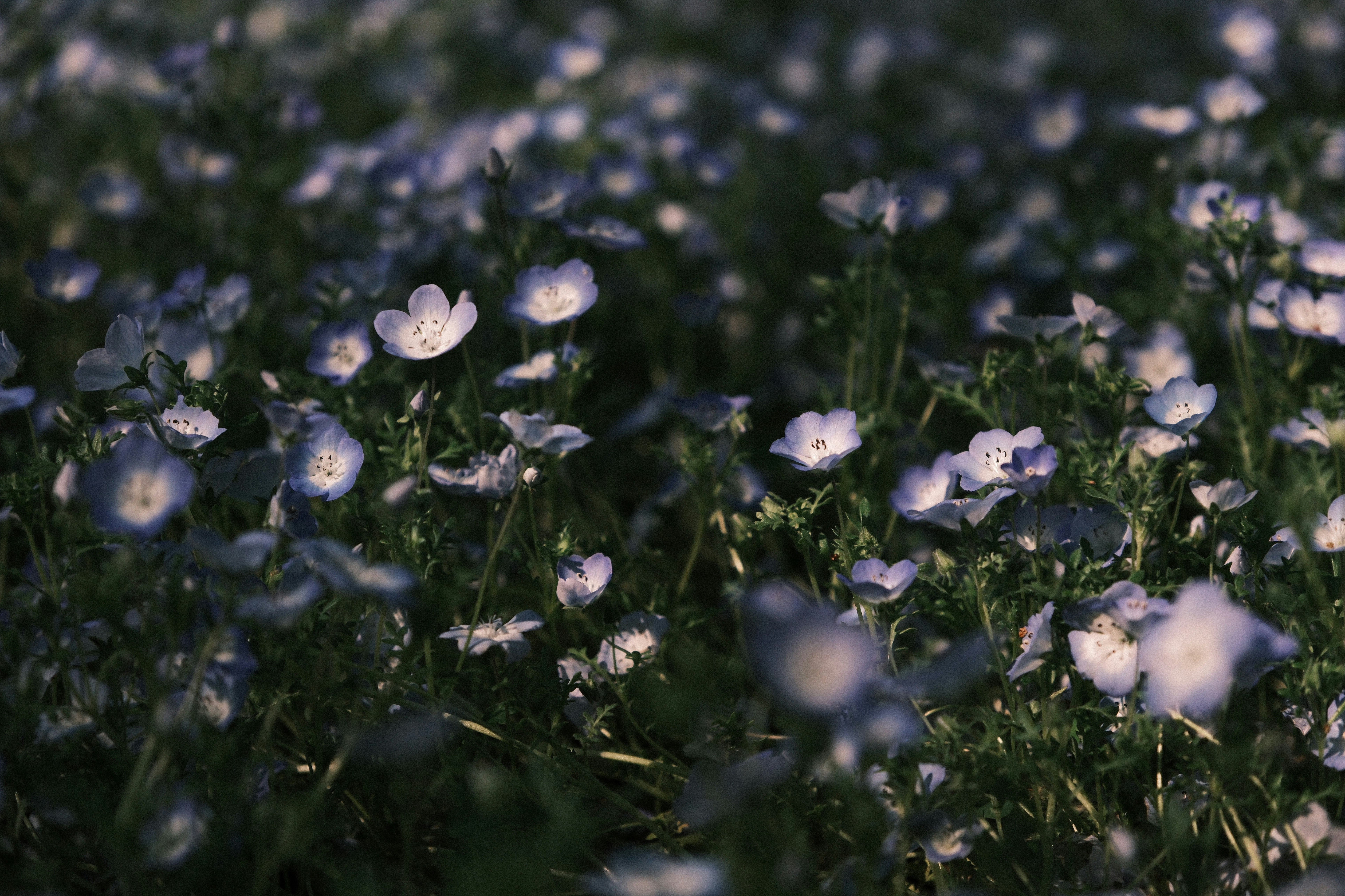 Photo by ultratunafish