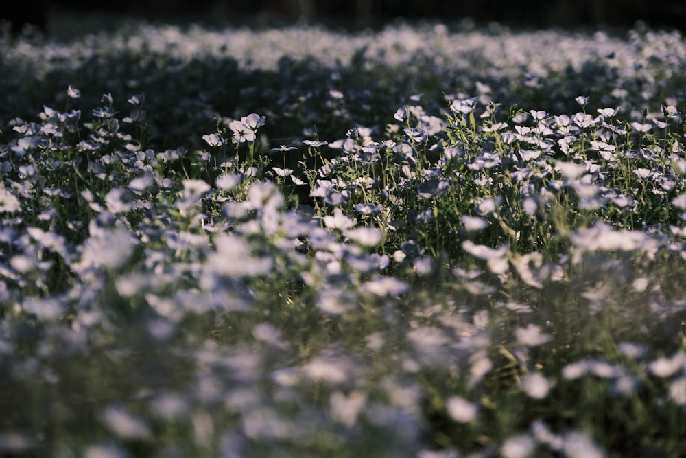 a field full of white flowers in the middle of the day