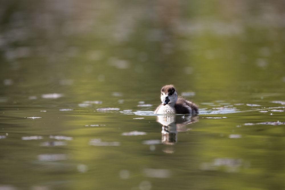 a duck floating on top of a body of water