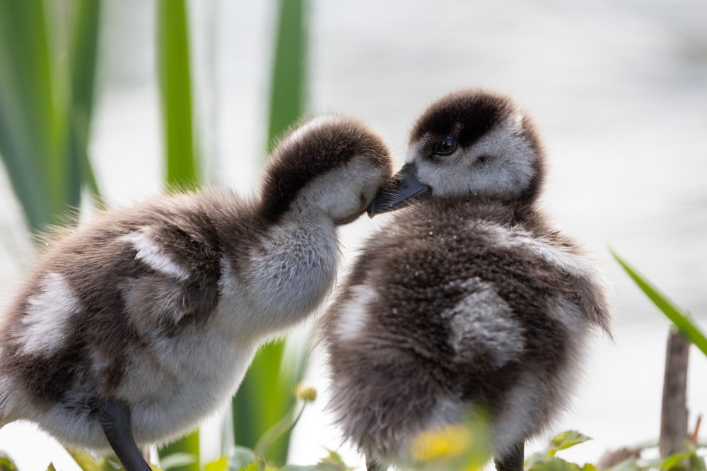 Dos patos bebés parados uno al lado del otro