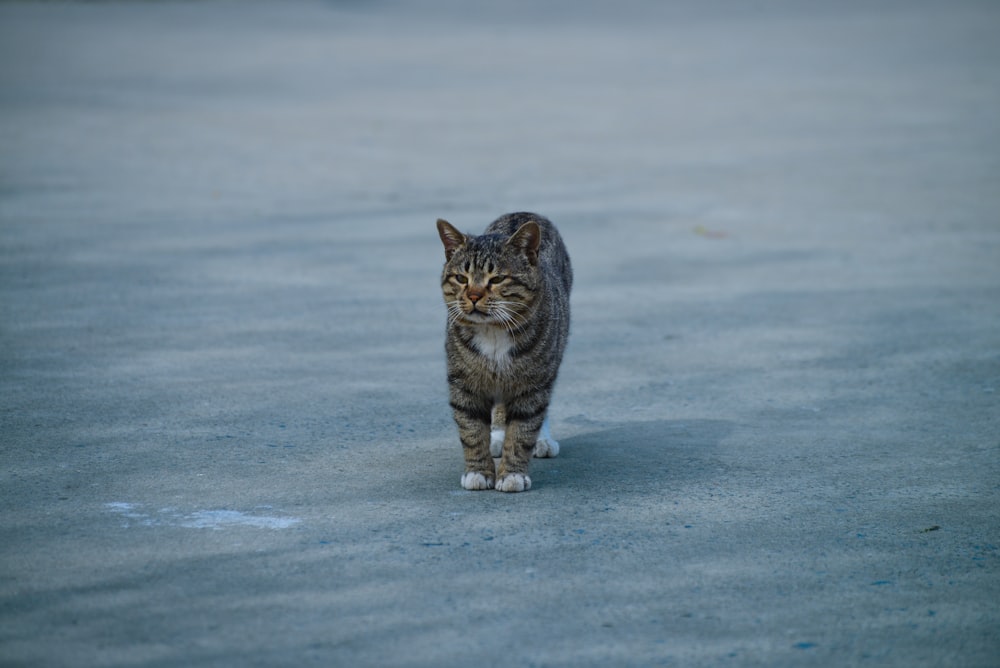 a cat walking across a snow covered ground