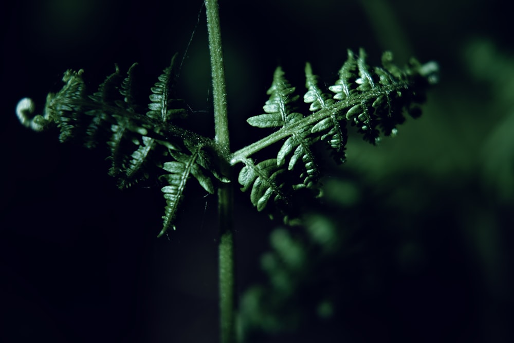 a close up of a green plant with leaves