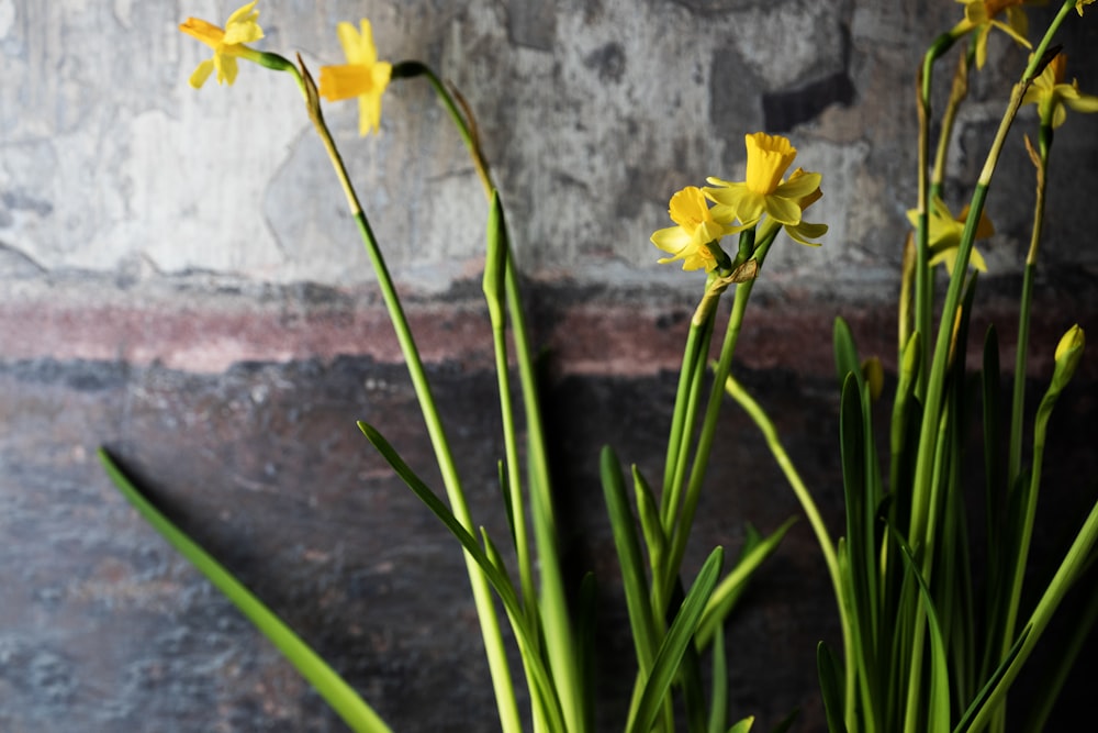 a bunch of yellow flowers sitting in a vase