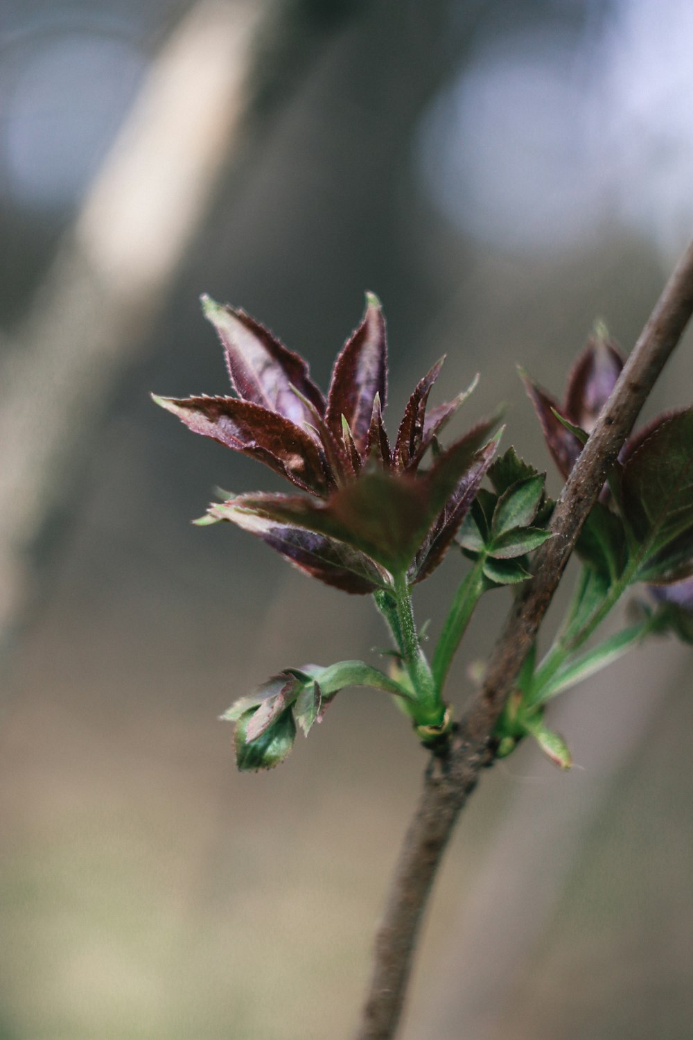 a close up of a branch with leaves