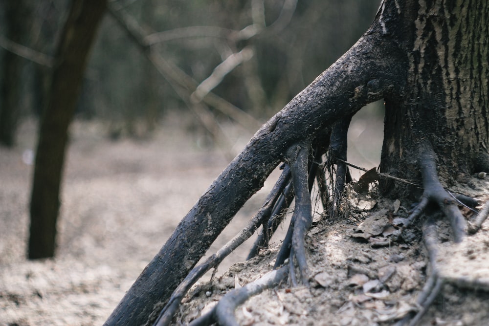 a close up of a tree with exposed roots