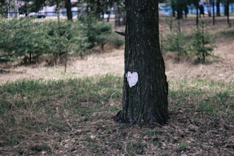 A tree with a bark painted with a white heart stands in a natural setting surrounded by grass and small shrubs. The background highlights a fenced area with more trees, providing a tranquil forest-like atmosphere.