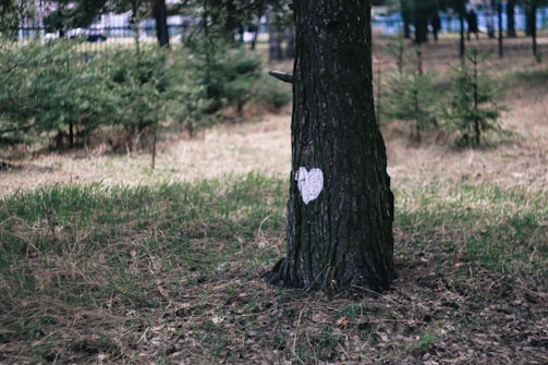 A tree with a bark painted with a white heart stands in a natural setting surrounded by grass and small shrubs. The background highlights a fenced area with more trees, providing a tranquil forest-like atmosphere.